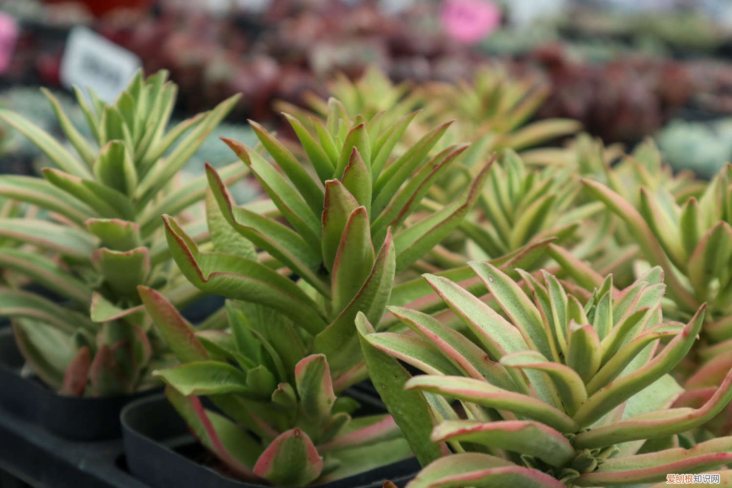 多肉瀑布桩 这6款多肉一养就成瀑布，邻居羡慕得眼红！