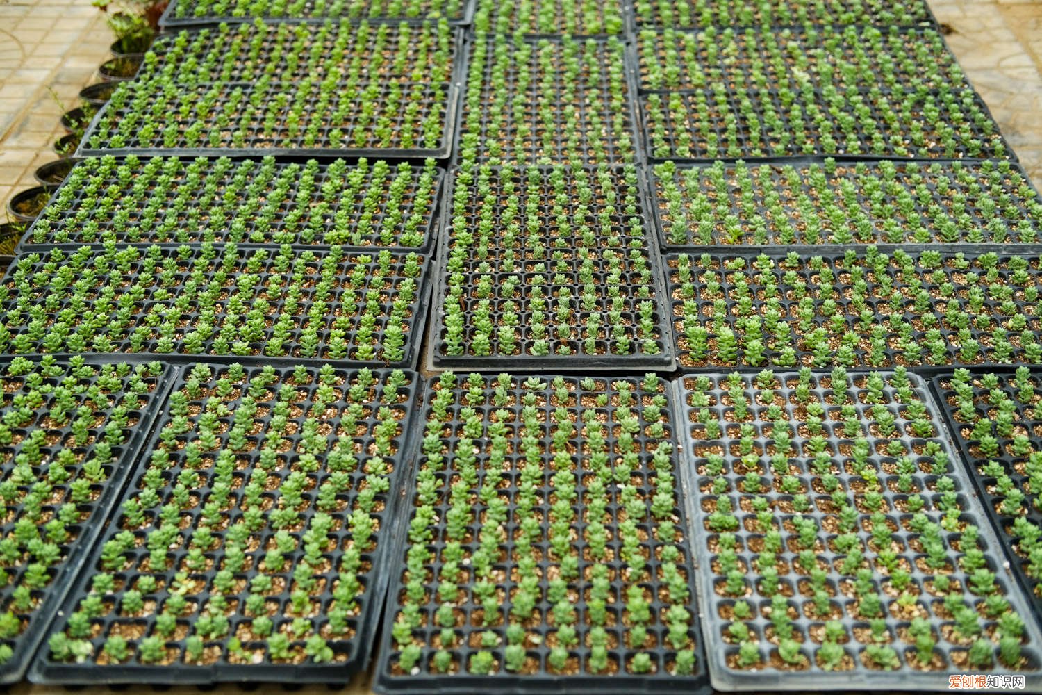 多肉瀑布桩 这6款多肉一养就成瀑布，邻居羡慕得眼红！