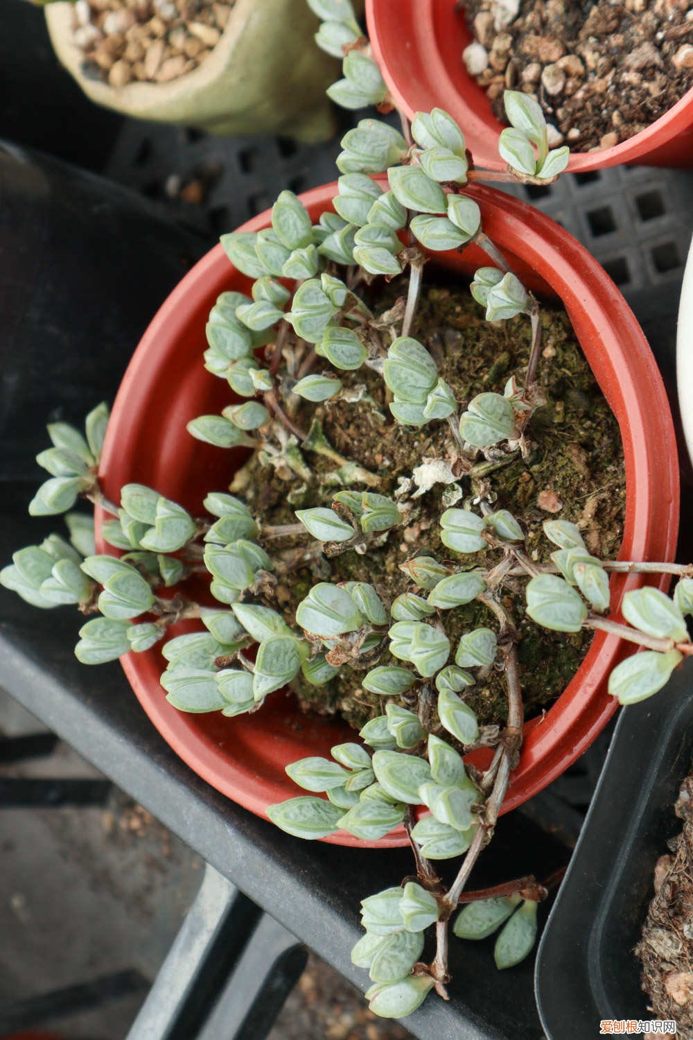 鹿角海棠的养殖方法和注意事项 新买的鹿角海棠怎么养