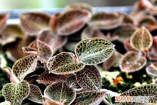 金线莲的功效与作用 治疗癌症有奇效