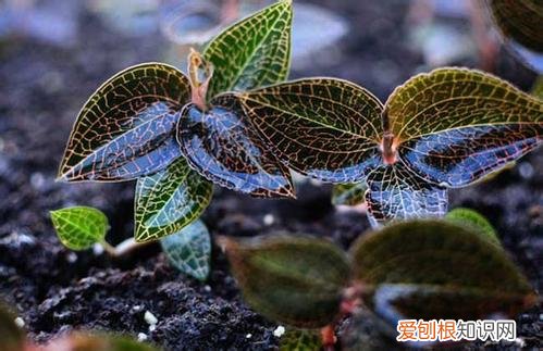 金线莲的功效与作用 治疗癌症有奇效