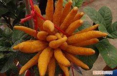 佛手果怎么吃 让你轻松摆脱咳嗽烦恼