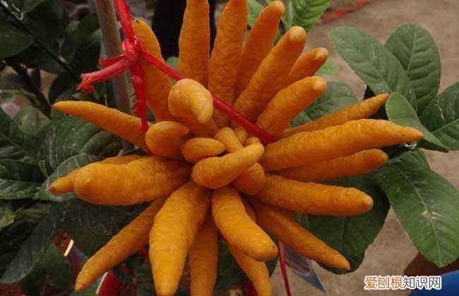 佛手果怎么吃 让你轻松摆脱咳嗽烦恼