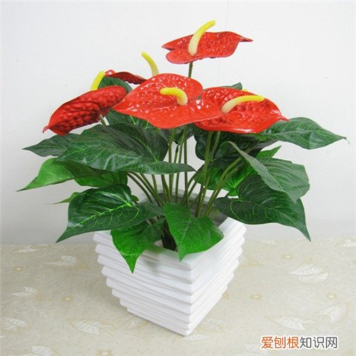 红掌图片好看吗 红掌怎么养殖