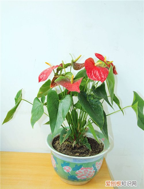 红掌图片好看吗 红掌怎么养殖