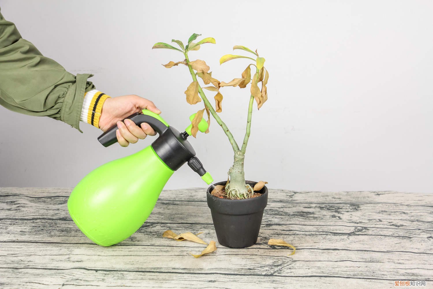 沙漠玫瑰用什么盆栽种好 沙漠玫瑰用什么盆栽种