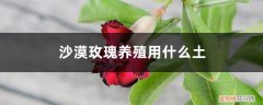 沙漠玫瑰养殖用什么土壤 沙漠玫瑰养殖用什么土