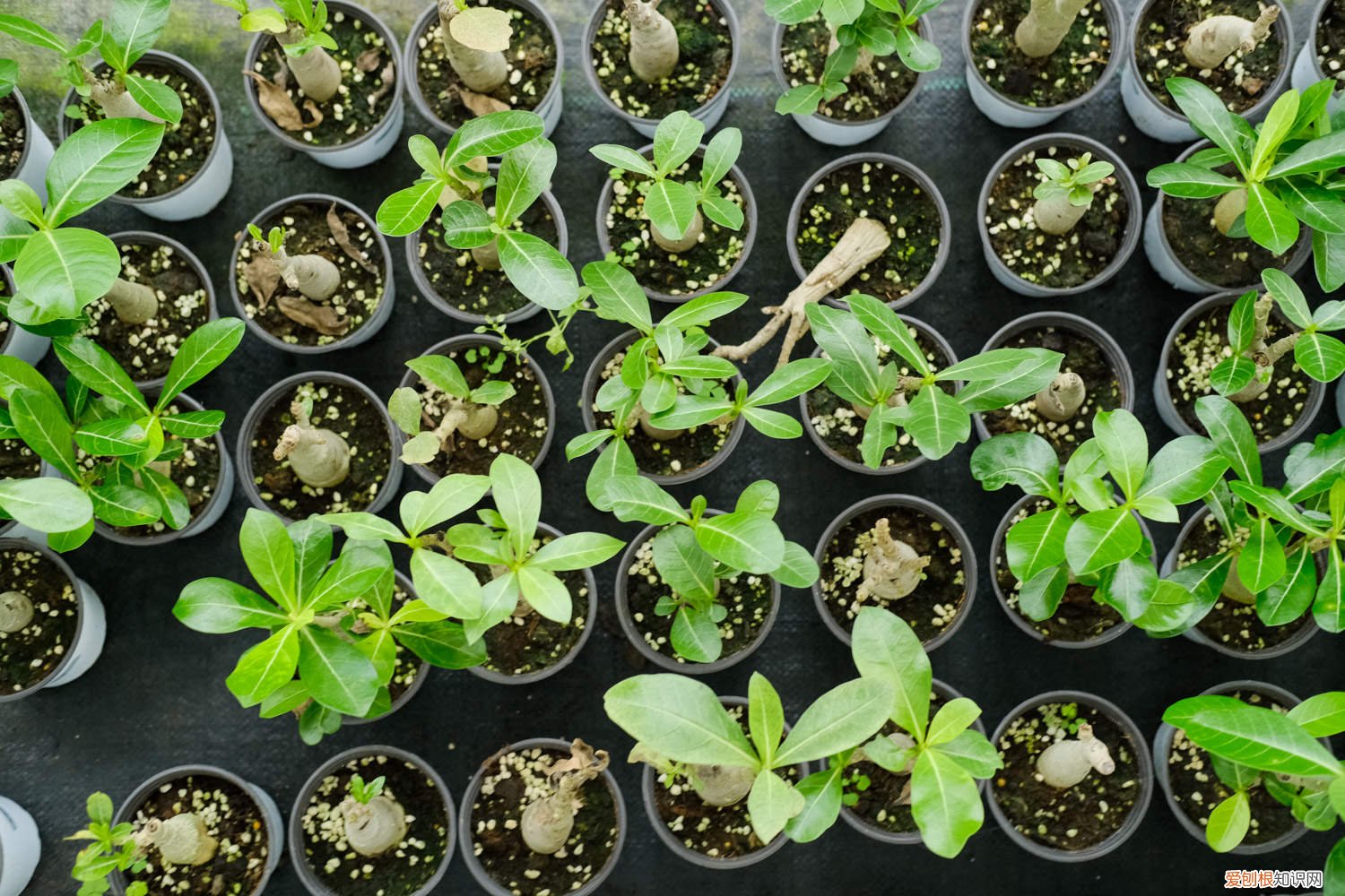 沙漠玫瑰怎样剪枝和枝插 沙漠玫瑰怎样剪枝