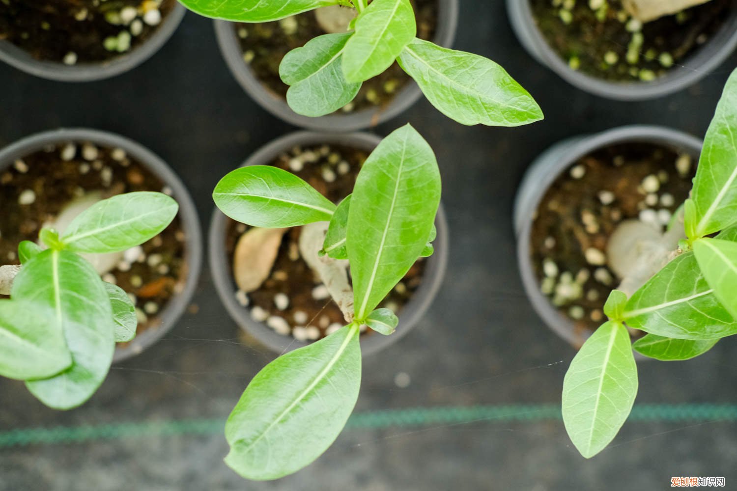 沙漠玫瑰怎样剪枝和枝插 沙漠玫瑰怎样剪枝