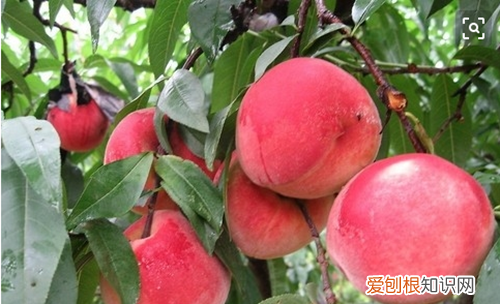 水蜜桃的功效与作用 水蜜桃可有什么食用方法