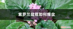 紫罗兰盆栽如何爆盆快 紫罗兰盆栽如何爆盆