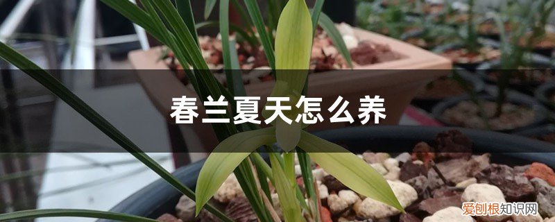 春兰夏天怎么养护 春兰夏天怎么养