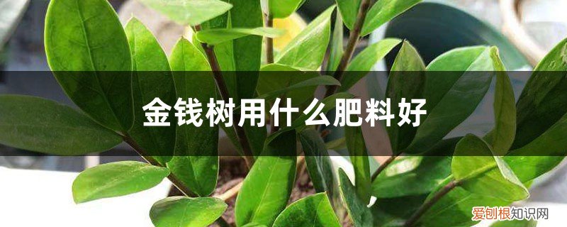 金钱树使用什么肥料好 金钱树用什么肥料好
