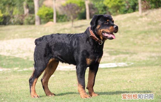 狗狗打喷嚏呕吐怎么回事 狗狗打喷嚏呕吐的原因