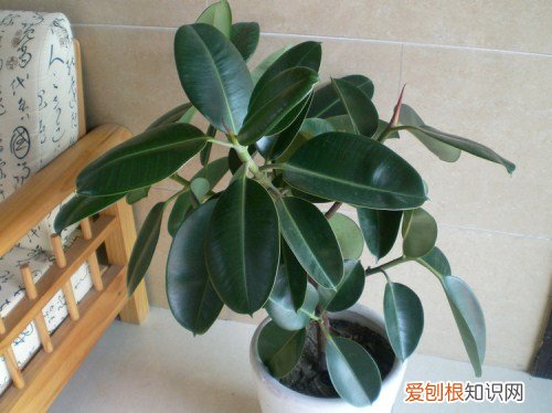 印度橡皮树的养殖方法 印度橡皮树就应该这样养殖