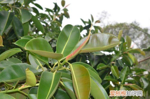 印度橡皮树的养殖方法 印度橡皮树就应该这样养殖