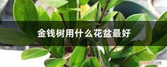 金钱树用什么花盆栽最好看 金钱树用什么花盆最好