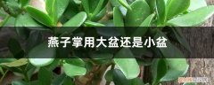 燕子掌适合什么花盆 燕子掌用大盆还是小盆