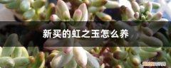 家里养虹之玉好吗 新买的虹之玉怎么养