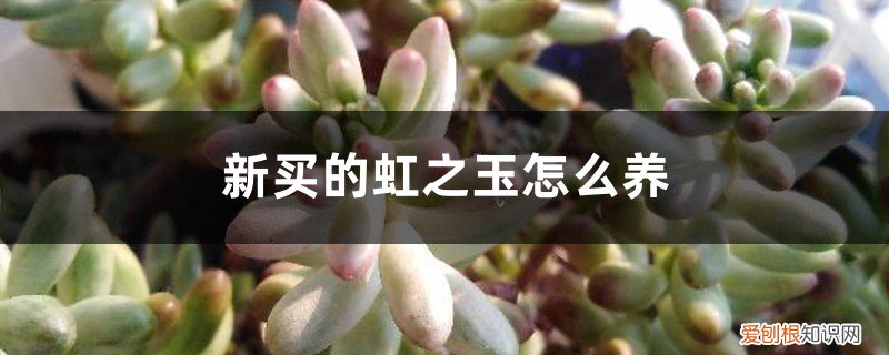 家里养虹之玉好吗 新买的虹之玉怎么养