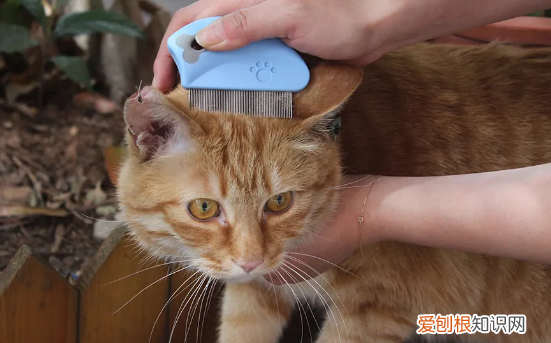 宠物猫有跳蚤怎么办 猫有跳蚤怎么处理