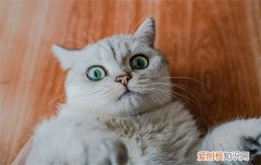 宠物猫有跳蚤怎么办 猫有跳蚤怎么处理