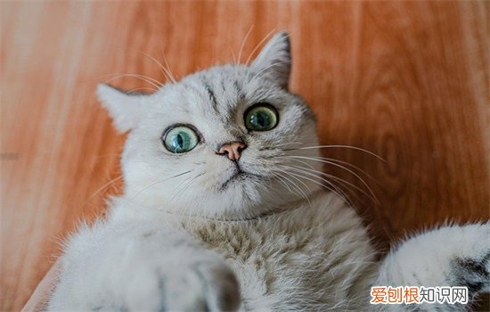 宠物猫有跳蚤怎么办 猫有跳蚤怎么处理
