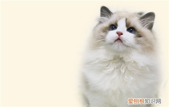 小猫呼吸声音粗重像是不通气