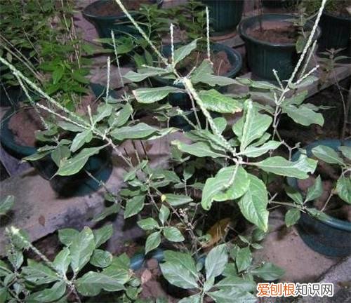 倒扣草是什么 倒扣草的功效与作用你知多少