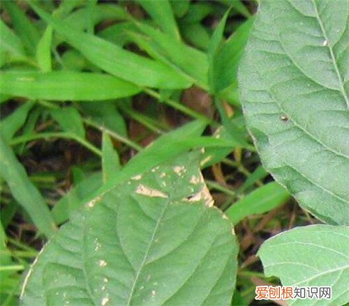 倒扣草是什么 倒扣草的功效与作用你知多少