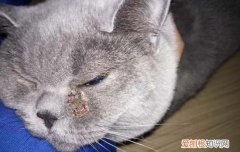 猫会不会被鱼刺卡住? 猫也会被鱼刺卡到吗