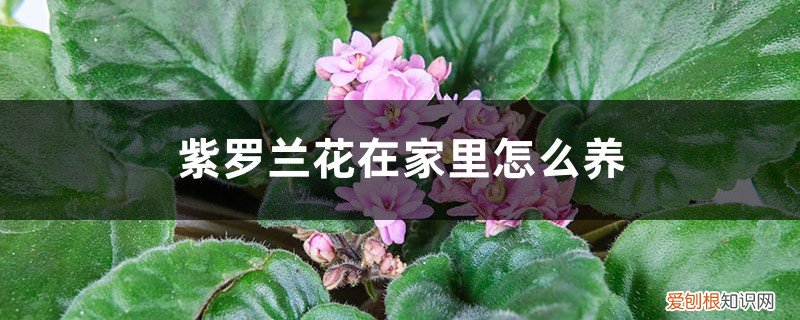 紫罗兰花在家里怎么养活 紫罗兰花在家里怎么养