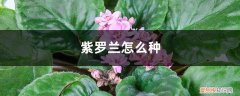 紫罗兰怎么种盆栽 紫罗兰怎么种