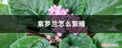 紫罗兰怎么繁殖后代 紫罗兰怎么繁殖