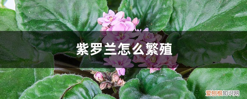 紫罗兰怎么繁殖后代 紫罗兰怎么繁殖