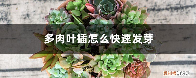多肉叶插如何快速发芽 多肉叶插怎么快速发芽