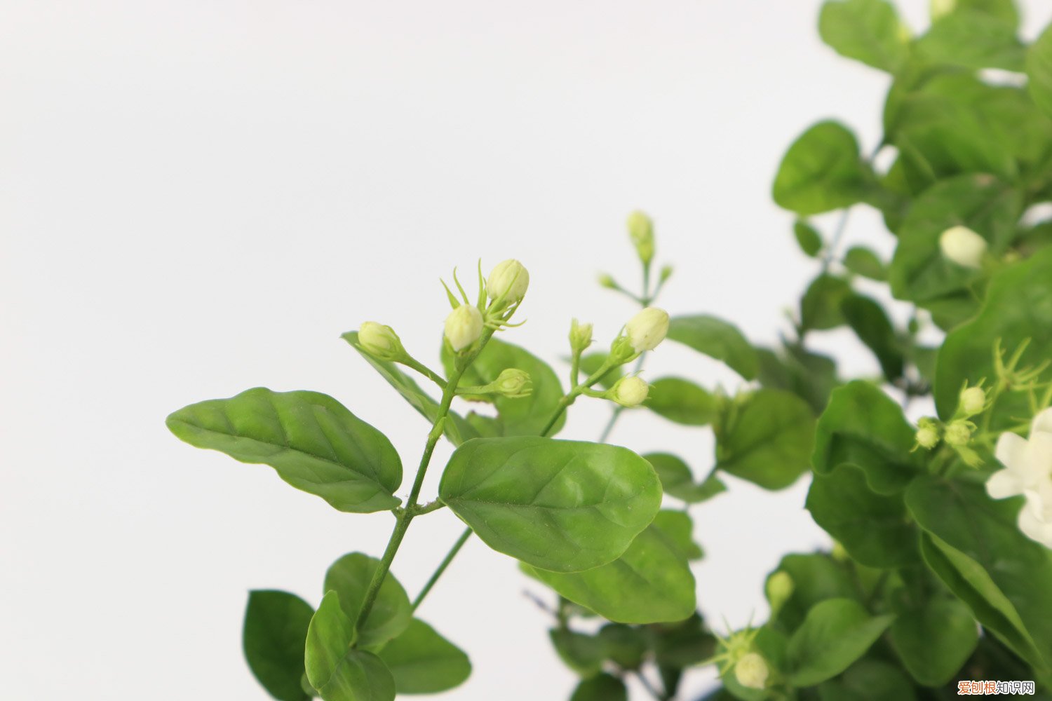 茉莉开花后的修剪方法 茉莉开花后怎么修剪