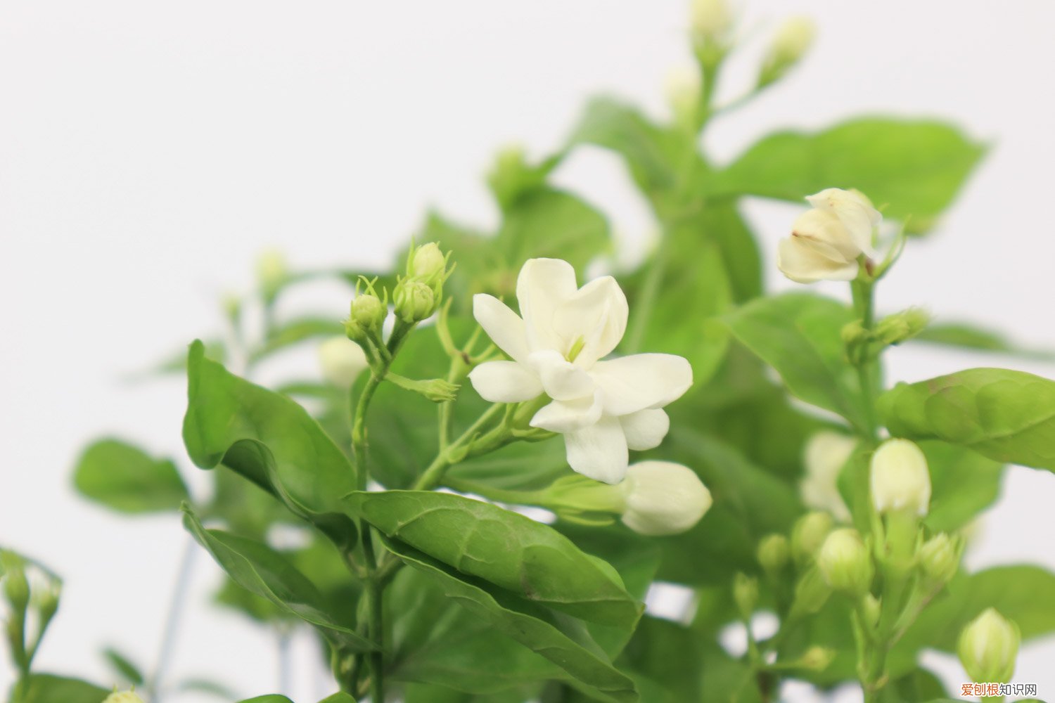 茉莉开花后的修剪方法 茉莉开花后怎么修剪