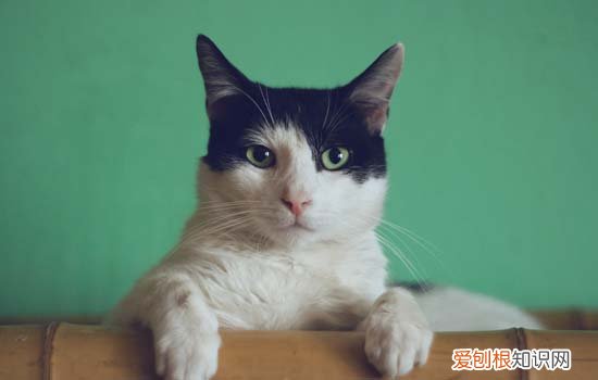 猫咪为什么蜷成一团 猫咪唾觉为什么蜷成团