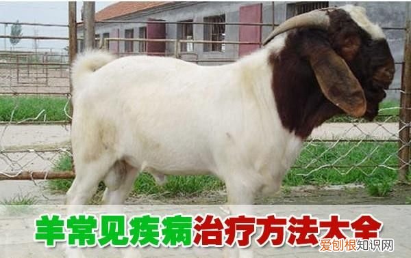 羊最容易得的疾病怎么治疗,床单上紫药水怎么洗掉小窍门