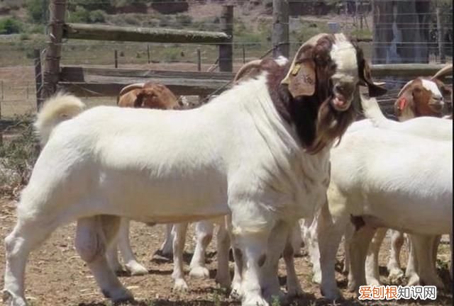 羊最容易得的疾病怎么治疗,床单上紫药水怎么洗掉小窍门