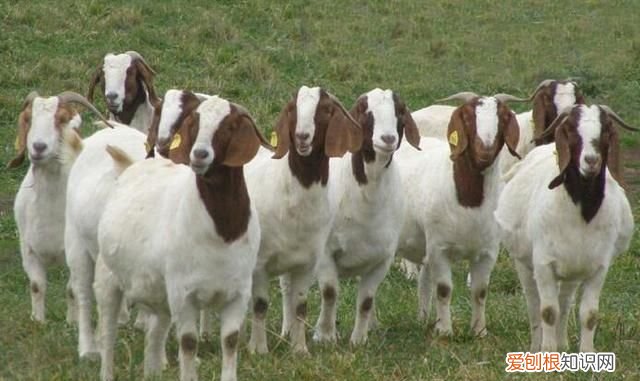 羊最容易得的疾病怎么治疗,床单上紫药水怎么洗掉小窍门