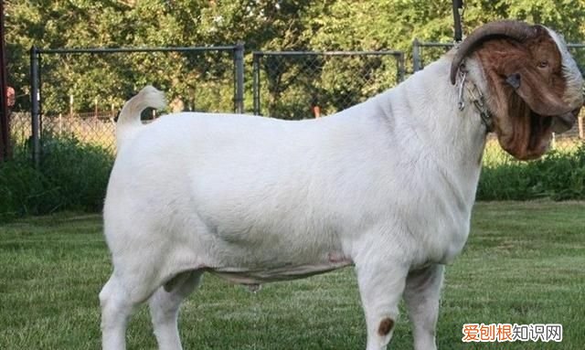 羊最容易得的疾病怎么治疗,床单上紫药水怎么洗掉小窍门