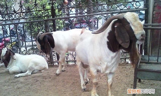 羊最容易得的疾病怎么治疗,床单上紫药水怎么洗掉小窍门