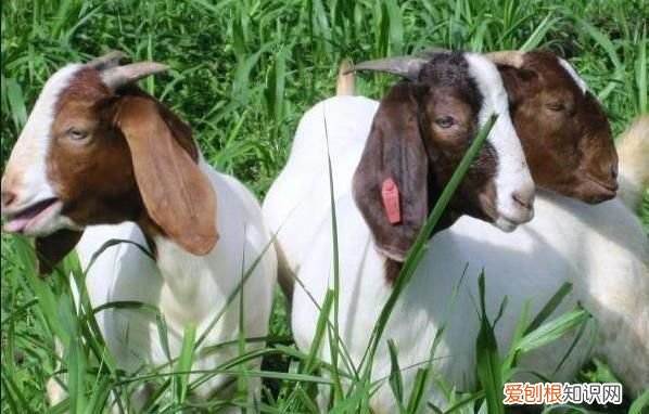 羊最容易得的疾病怎么治疗,床单上紫药水怎么洗掉小窍门