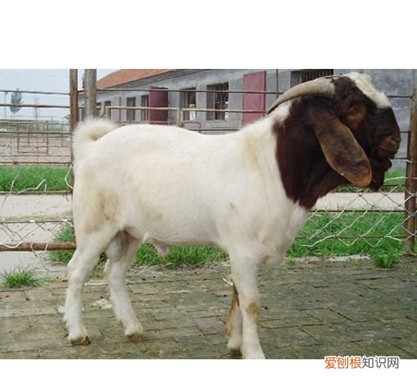 羊最容易得的疾病怎么治疗,床单上紫药水怎么洗掉小窍门