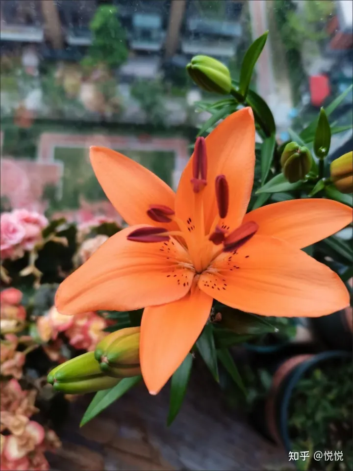 如何选择养花的土壤和土壤,新手,想养花,但是很多都不懂,什么花好养,土壤的选择,注意事项,有没有什么比较全面的书或是回答?