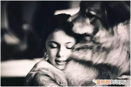 狗狗能受得了的温度，狗狗知识|有温度、态度的公众号