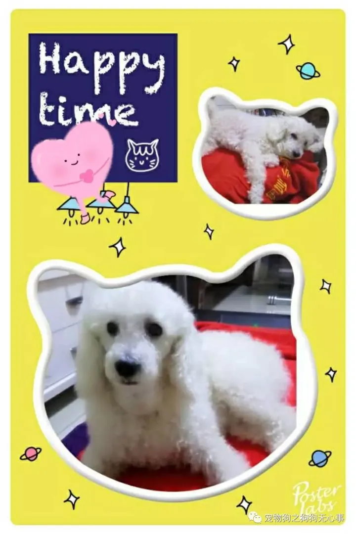 狗狗能受得了的温度，狗狗知识|有温度、态度的公众号