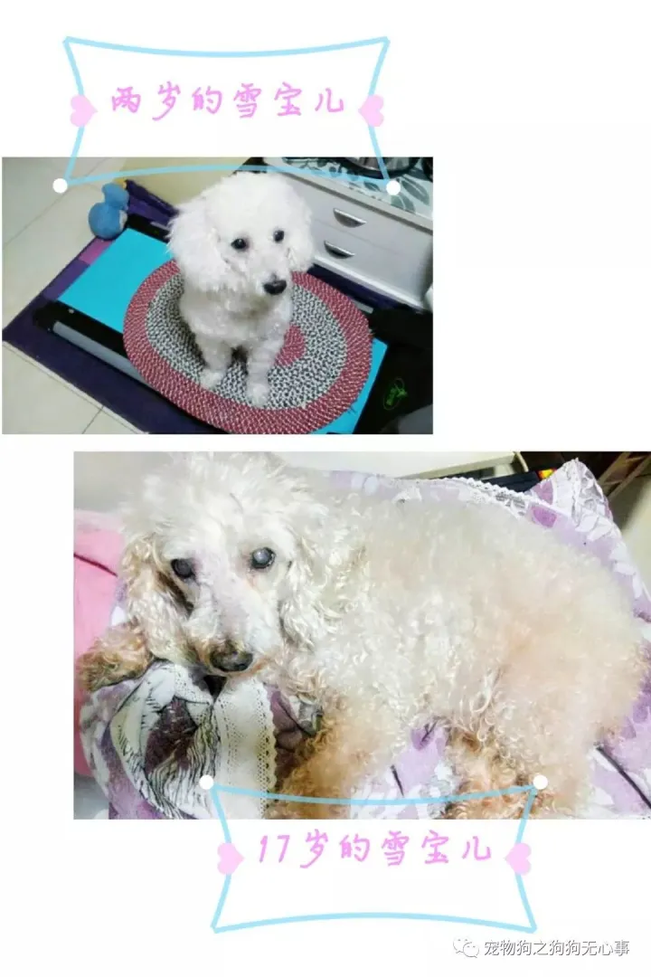 狗狗能受得了的温度，狗狗知识|有温度、态度的公众号